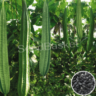 Ridge Gourd Non-Hybrid (40 Seeds)