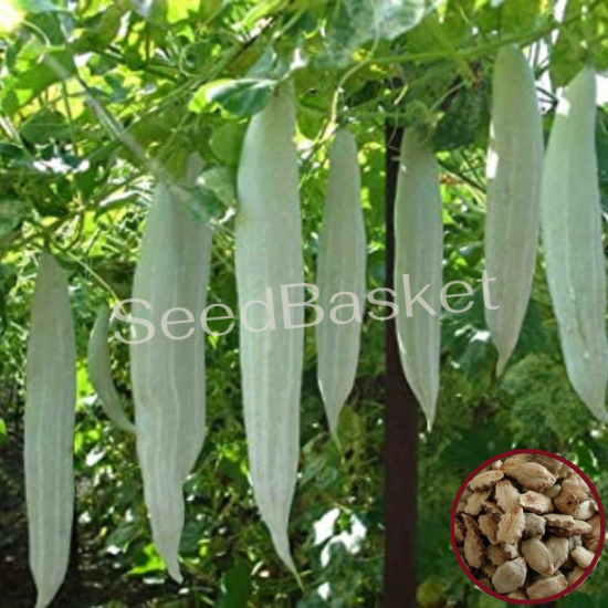 Snake Gourd Non-Hybrid (12 Seeds)