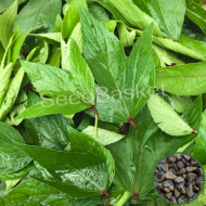 Sorrel Leaves(Gongura Red) (300+ Seeds)