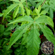 Sorrel Leaves(Gongura White) (300+ Seeds)