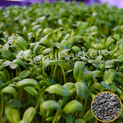 Microgreen Sunflower Seeds (50 Grams)