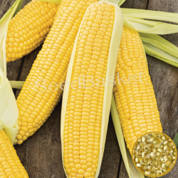 Sweet Corn Non-Hybrid(20 Seeds)