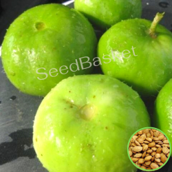 Tinda Indian Round Gourd