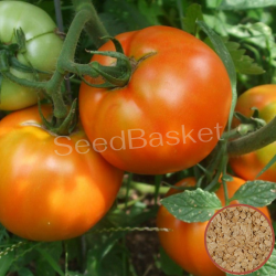 Tomato Non Hybrid  (100+ Seeds)
