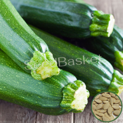 Zucchini Summer Squash Long (20 Seeds)