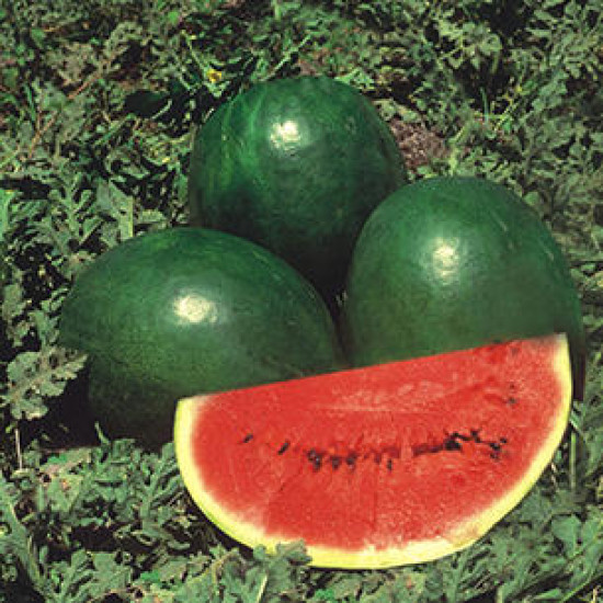 Watermelon Black-Hybrid ( 15 seeds)