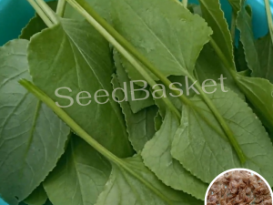 How to Grow ChukkaKura at Home Garden