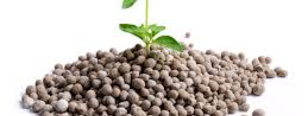 Hybrid Vs Non Hybrid seeds
