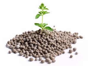 Hybrid Vs Non Hybrid seeds