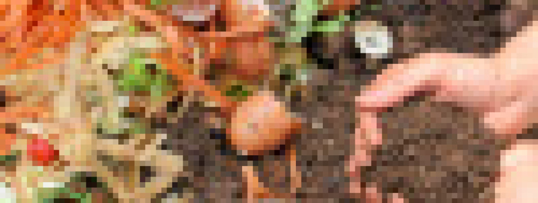 Sources of NPK from Kitchen waste for plants