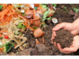 Sources of NPK from Kitchen waste for plants